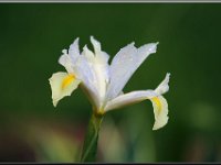Mount Everest Iris (Schwertlilie)