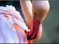 Flamingo beim Putzen